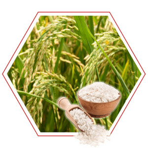 Rice