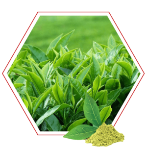 Tea Powder